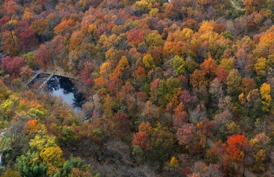 乘著公交去旅行——層林盡染，遇見港城醉美楓葉季